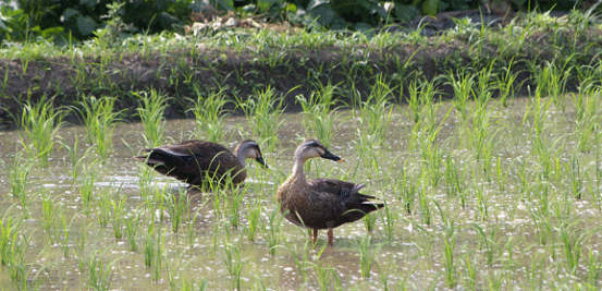 鹿飼地内の田んぼに 