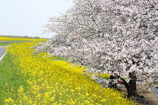 平野桂介氏撮影写真